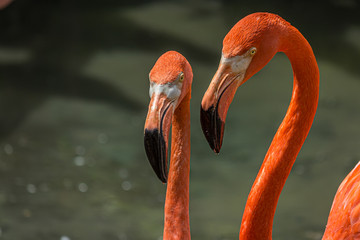 The American or Caribbean flamingo (Phoenicopterus ruber) is a large species of flamingo. It is the only flamingo that inhabits North America. It is a large wading bird with reddish-pink plumage. © DmitriiK