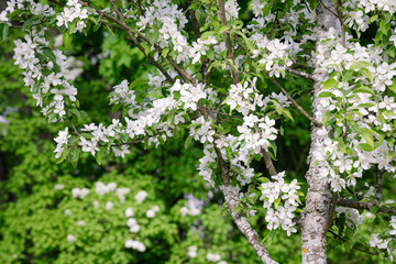 Fototapeta na wymiar Beautiful apple tree flowering in city park