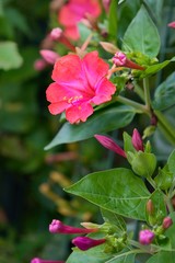 perennial pink flower in the garden