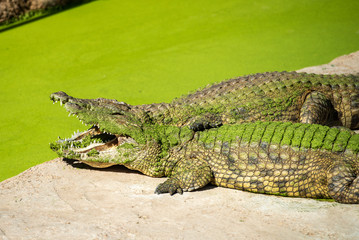crocodile in the zoo