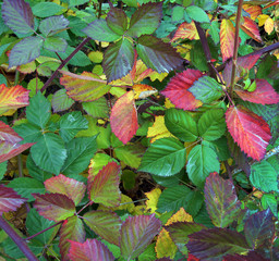 Multicolored colorful leaves of Rubus