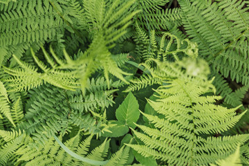 Background from green leaves of fern. Summer time.