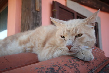 Cute Italian tabby cat Lie down and fall asleep on the top of the roof in evening, Animals lovers.  Nature life, Italy.