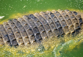 close up of crocodile skin