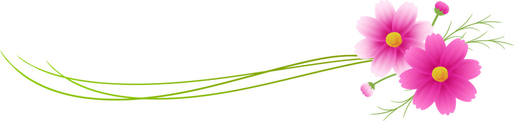 ピンクのグラデーションのコスモスの装飾付きの、水彩絵の具のライン、バナー、コピースペース