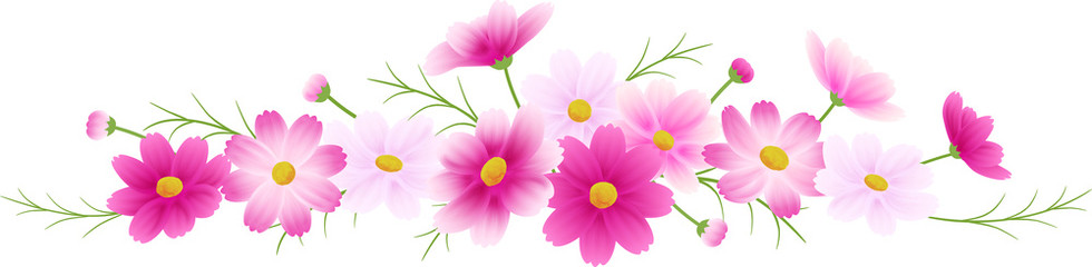 ピンクのグラデーションのコスモスのフラワーアレンジメント、カットイラスト、秋イメージ