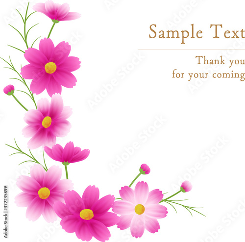 ピンクのグラデーションのコスモスのカットイラスト フレーム 秋イメージ Wall Mural Chromame