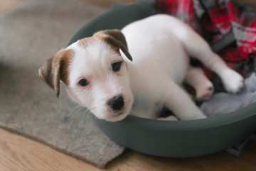 A small Jack Russell Terrier puppy is lying in a blanket in a basket on the floor. Pets.Veterinary science and medicine. Care and feeding of domestic dogs.
