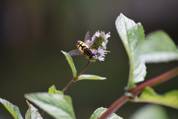 Skull hover fly