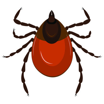 Red tick on a white background. Vector illustration