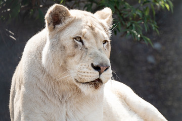 A white lioness looking intensely with her blue eyes in this beautiful close up photo of her face. This was taken in the eastern cape,south africa.