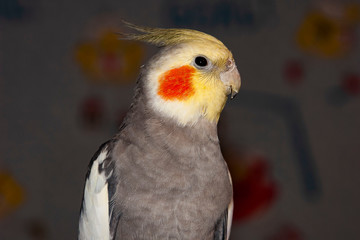 red and yellow macaw
