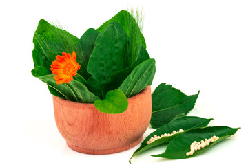 Medical herbs plantain, goose-grass and flower of calendula in wooden bowl and homeopathic balls isolated on white background - 372236858