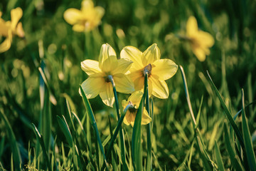 Beautiful yellow daffodils