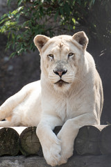 Fototapeta na wymiar A white lioness looking intensely with her blue eyes in this beautiful close up photo of her face. This was taken in the eastern cape,south africa.