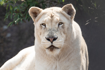 Portrait of Lioness in the wild in the green Kalahari grass