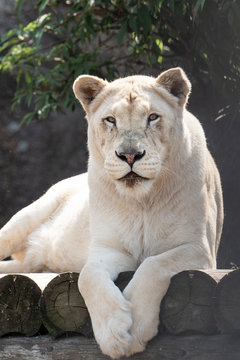 A white lioness looking intensely with her blue eyes in this beautiful close up photo of her face. This was taken in the eastern cape,south africa.