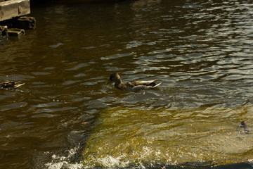 St. Petersburg. Russia. Petersburg architecture. Summer in St. Petersburg. Travel across Russia.