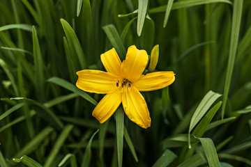 Obraz premium Yellow lily close-up on a background of greenery. Summer time.
