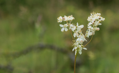 wild flowers in the field
