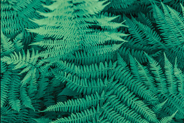 Background from green leaves of fern. Summer time.