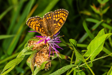 The heath fritillary (Melitaea athalia) is a butterfly of the family Nymphalidae.