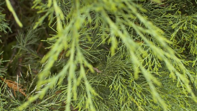 Green juniper branches close up at summer sunny day. Macro shooting with camera movement. Panorama, seasonal scene, natural background
