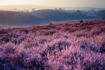 Heide in Posbank zum Morgen, Heideblühen