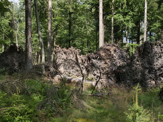 Windbruch - Nationalpark Hunsrück Hochwald