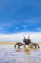 Crab on the empty beach