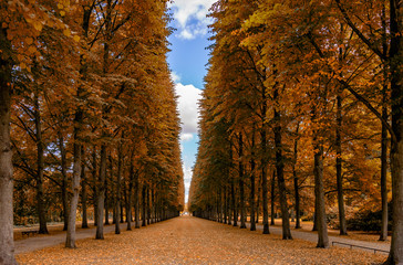 beautiful endless alley of tall trees lead to the horizon in autumn