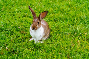 Ginger rabbit with white spots on green grass