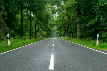 Fototapeta na wymiar empty blacktop two-lane road in deep lush green forest with copy space
