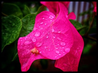 rain drops on a pink flower