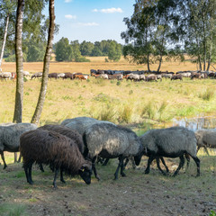 German moorland sheep at a watering hole on the Lunenburger Heath