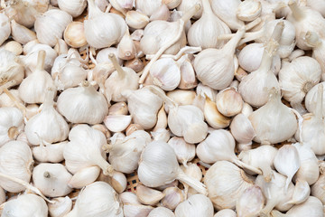 White garlic pile texture. Fresh garlic on market table closeup photo. Vitamin healthy food spice image. Spicy cooking ingredient picture. Pile of white garlic heads. White garlic head heap top view