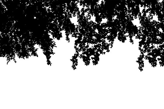 Black tree crowns silhouettes on white