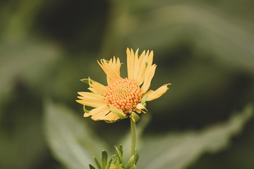 yellow wild sun flower 