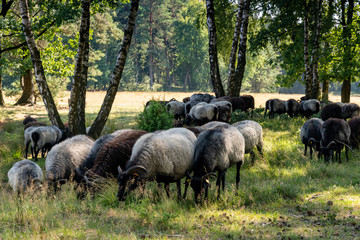 Obraz premium German moorland sheep at a watering hole on the Lunenburger Heath