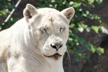 Naklejka premium A white lioness looking intensely with her blue eyes in this beautiful close up photo of her face. This was taken in the eastern cape,south africa.