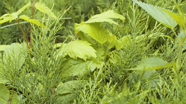 Juniper thicket panorama. Green juniper branches close up at summer day. Macro shooting, seasonal scene, natural background