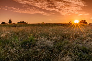 gorgeous sunset on the Lunenburger Heath in Lower Saxony