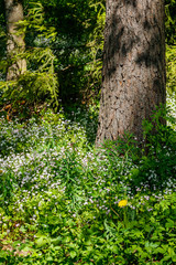 White wildflowers of Claytonia sibirica in shady forest