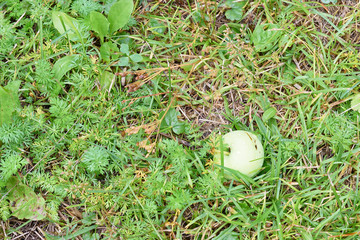 Top view of a fallen fruit from an Apple tree on a background of green grass