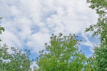 Summer view from below of deciduous trees against a background of blue sky and white clouds