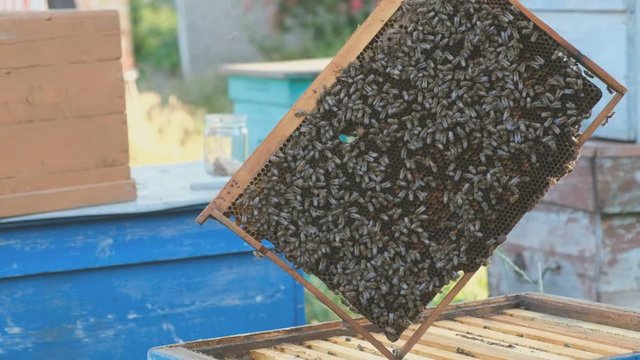 The beekeeper opens the hive, the bees checks, checks honey. Beekeeper exploring honeycomb.