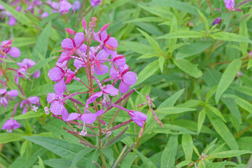 Wild medicinal plant inflorescence close up