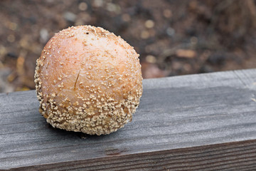 Rotten Apple on a wooden Board close up