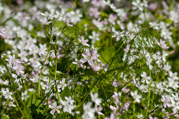 Background of white wildflowers of Claytonia sibirica in shady forest