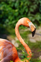 Fototapeta premium Profile of a pink flamingo bird standing on the grass on dark green background. Close up of a pink flamingo.